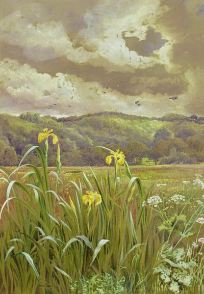 Irises and Cow Parsley by Charles Robertson
